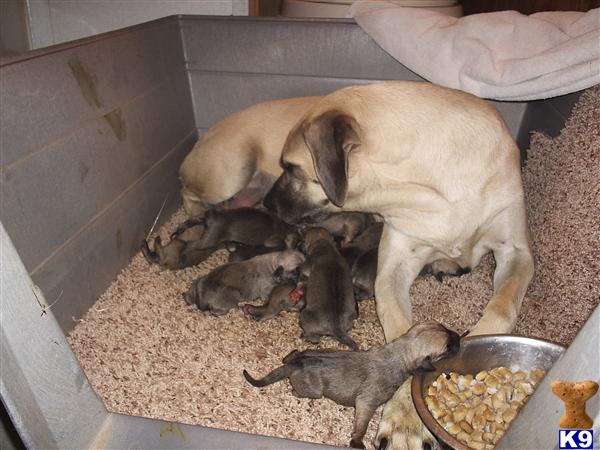 Puppies in NM